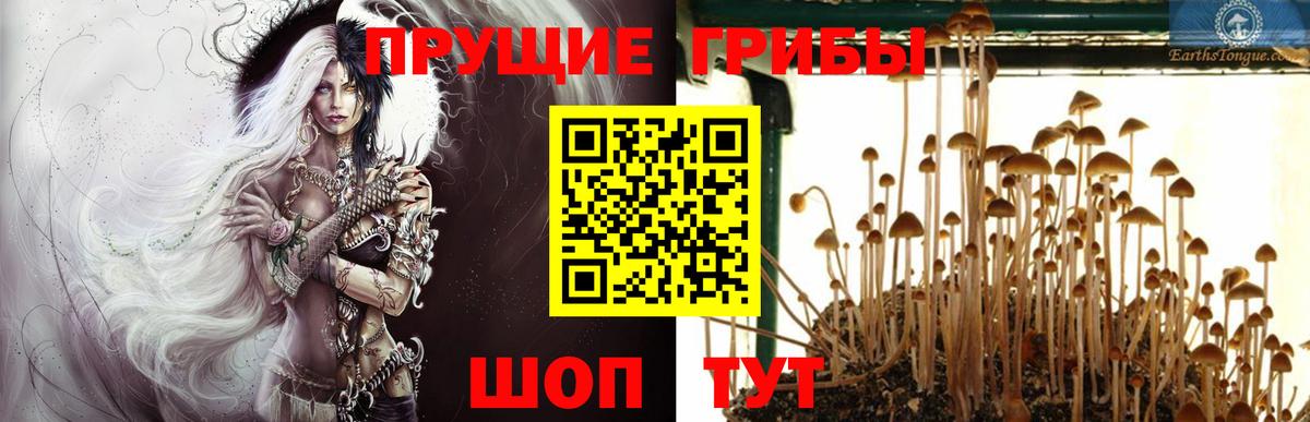 Псилоцибиновые грибы Cubensis  Мичуринск  Галлюциногенные грибы GOLDEN TEACHER 